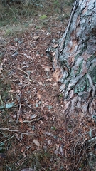 Dendrocopos major