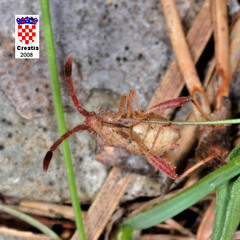 Coriomeris denticulatus