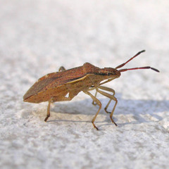 Ceraleptus lividus