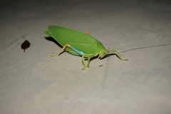 Zabalius ophthalmicus