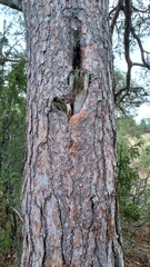 Dendrocopos major