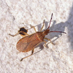 Ceraleptus lividus