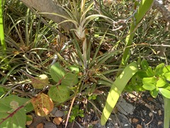 Tillandsia dasyliriifolia