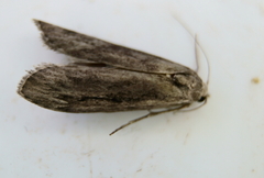 Semioscopis aurorella