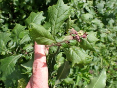 Gymnanthemum capense