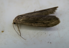 Semioscopis aurorella