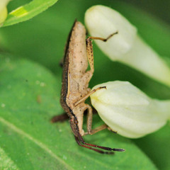 Ceraleptus lividus