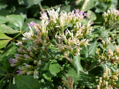 Gymnanthemum capense