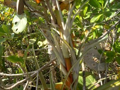 Tillandsia dasyliriifolia