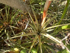 Tillandsia dasyliriifolia