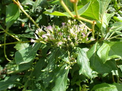 Gymnanthemum capense