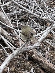 Phylloscopus canariensis
