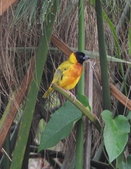 Ploceus melanocephalus