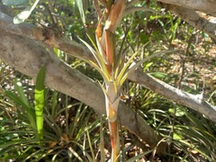 Tillandsia dasyliriifolia