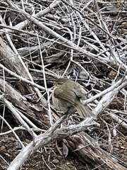 Phylloscopus canariensis