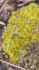 Trichostomum brachydontium