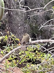 Phylloscopus canariensis