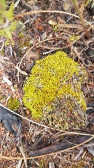 Trichostomum brachydontium