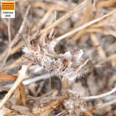 Phyllomorpha laciniata