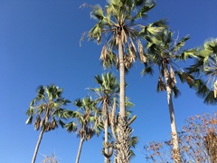 Copernicia prunifera