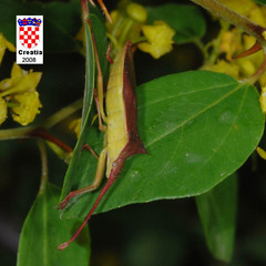 Gonocerus insidiator