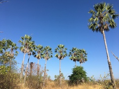 Copernicia prunifera