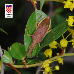 Gonocerus insidiator