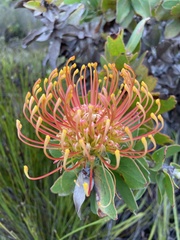 Leucospermum × hybridum