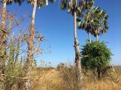 Copernicia prunifera