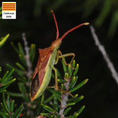 Gonocerus juniperi