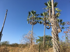 Copernicia prunifera