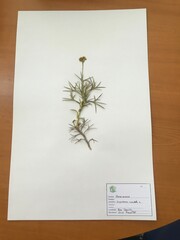 Sisymbrium orientale