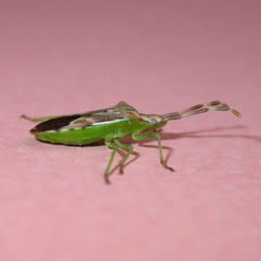 Gonocerus juniperi