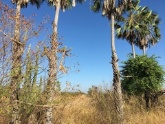 Copernicia prunifera