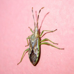 Gonocerus juniperi