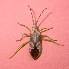 Gonocerus juniperi
