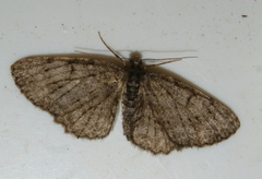 Ectropis crepuscularia