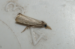 Crambus albellus