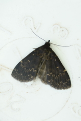 Idia scobialis