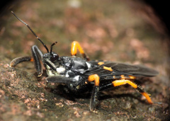 Apiomerus amazonus