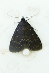 Idia scobialis