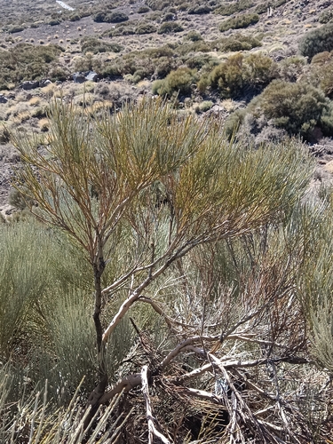 Cytisus supranubius image