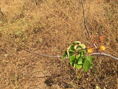 Jatropha mollissima