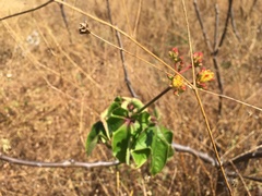 Jatropha mollissima