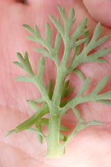 Cotula nigellifolia