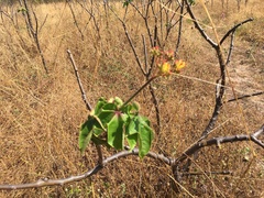 Jatropha mollissima