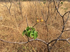 Jatropha mollissima