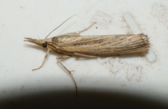 Pediasia trisecta