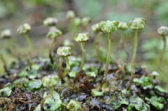 Marchantia quadrata