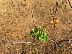 Jatropha mollissima